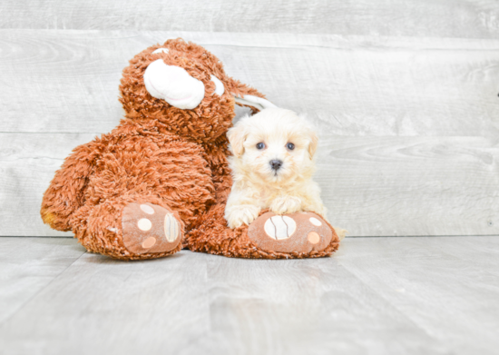 Happy Maltipoo Baby