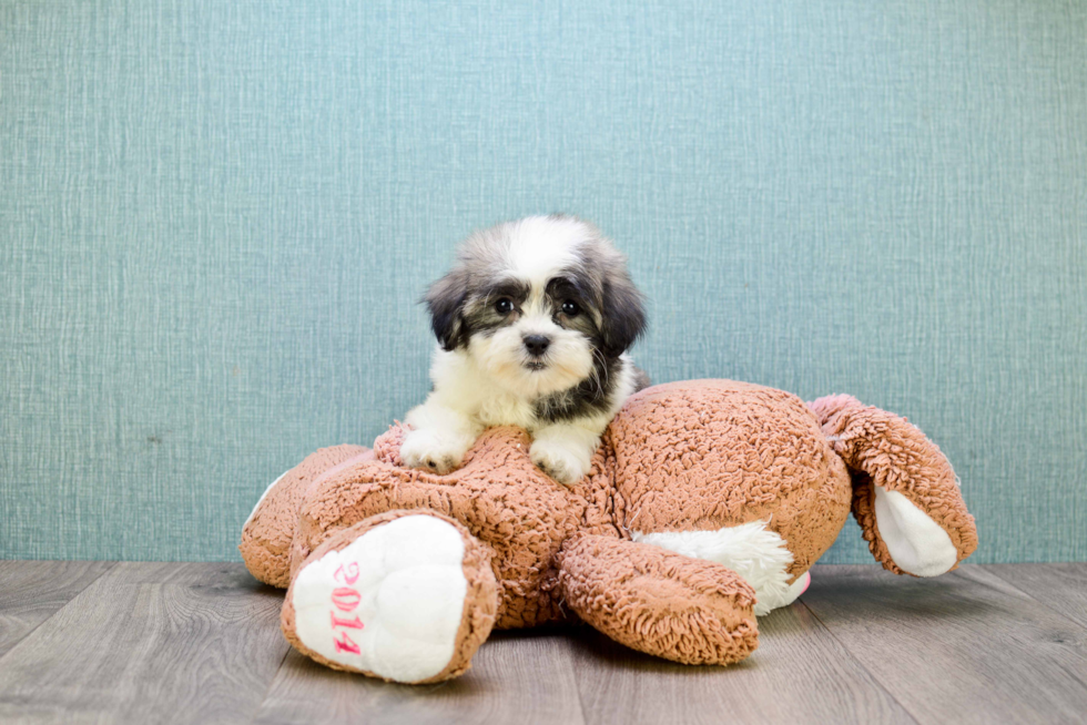 Teddy Bear Pup Being Cute