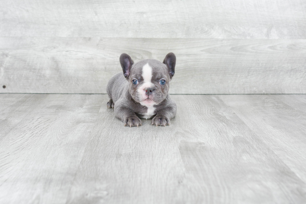 Best French Bulldog Baby