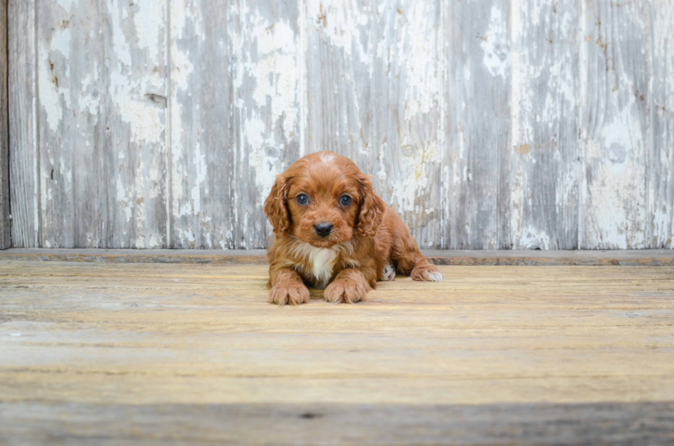 Cavapoo Puppy for Adoption