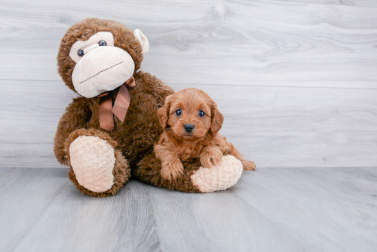 Cavapoo Pup Being Cute