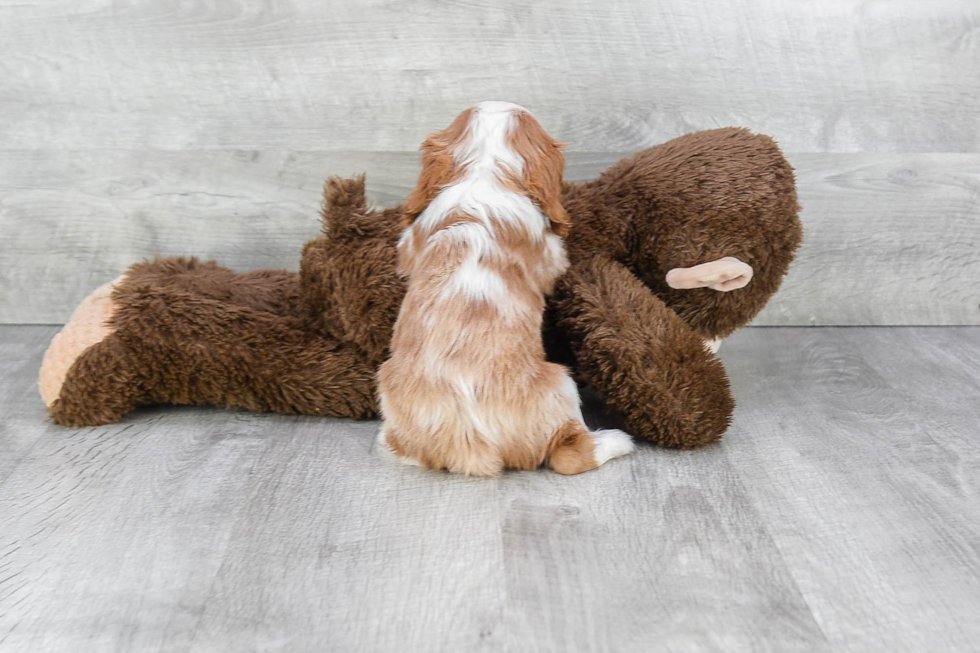 Fluffy Cavalier King Charles Spaniel Purebred Puppy