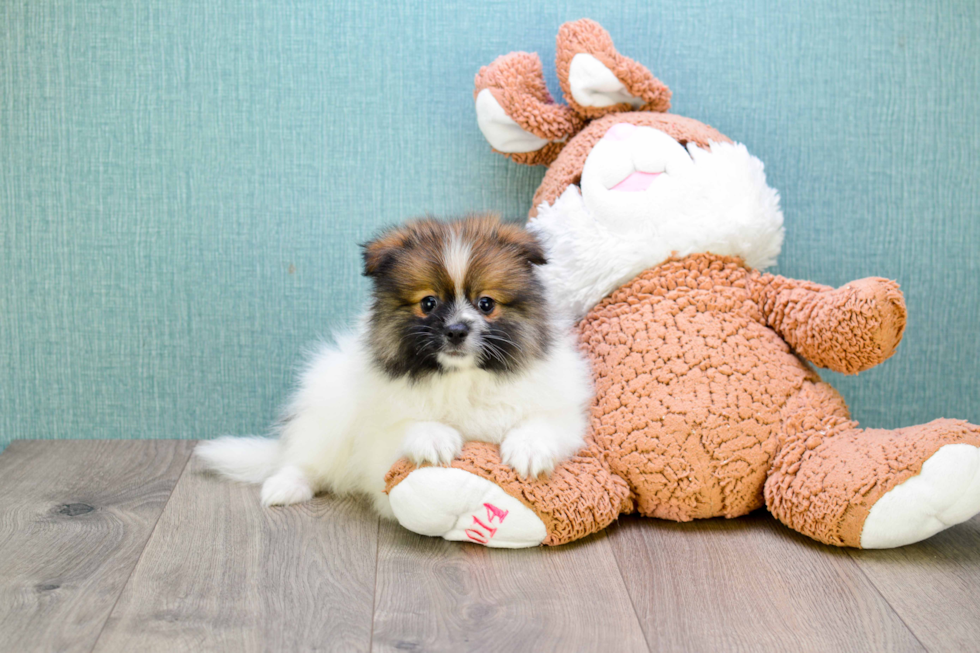 Happy Pomeranian Purebred Puppy