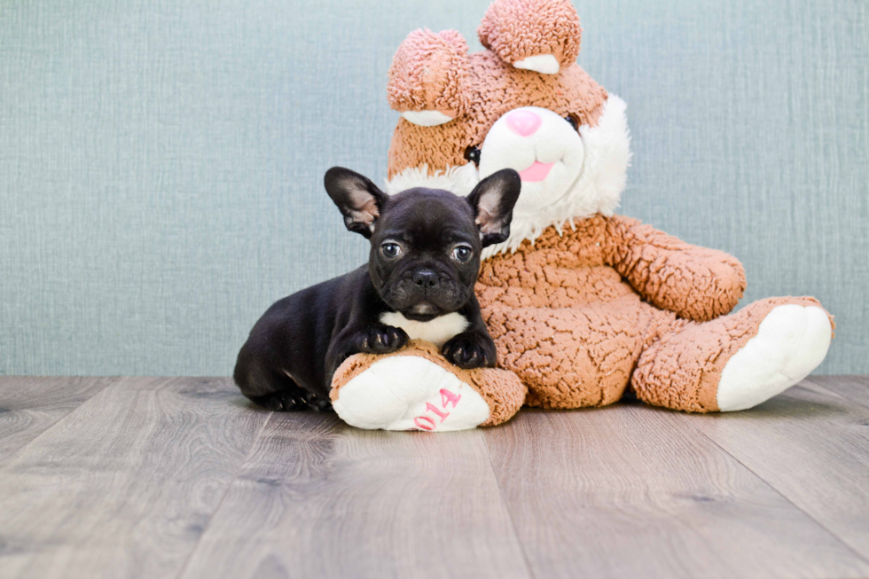 Hypoallergenic French Bulldog Purebred Pup