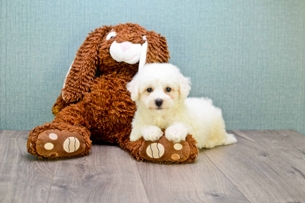 Cute Bichon Frise Purebred Puppy