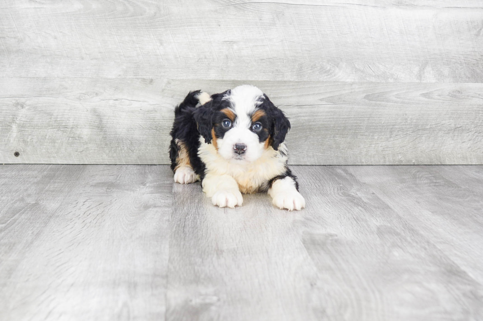 Mini Bernedoodle Pup Being Cute