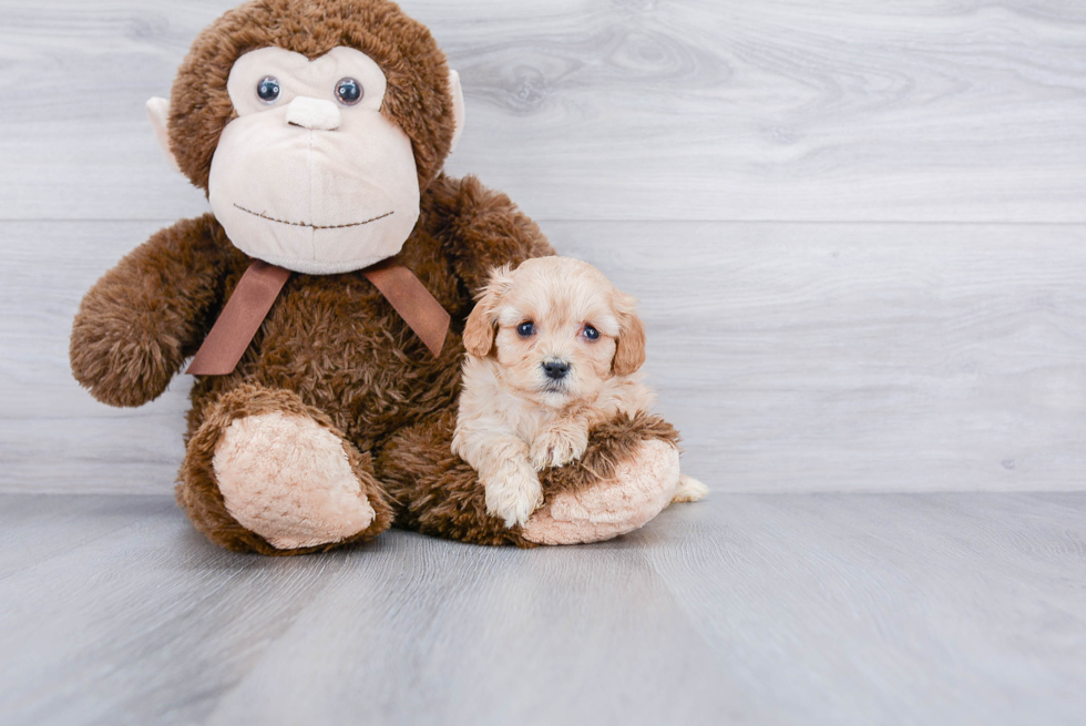 Cavachon Puppy for Adoption