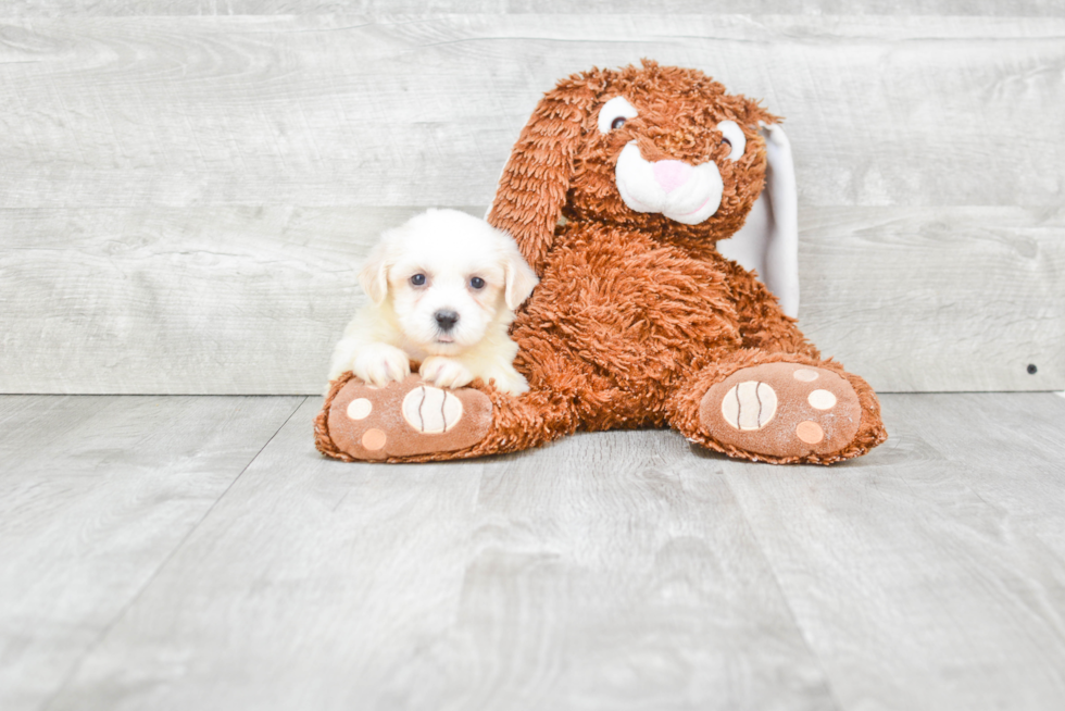 Teddy Bear Pup Being Cute