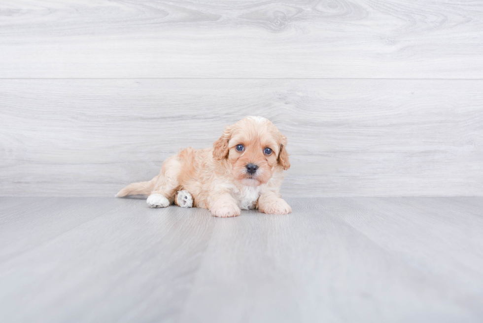 Friendly Cavapoo Baby