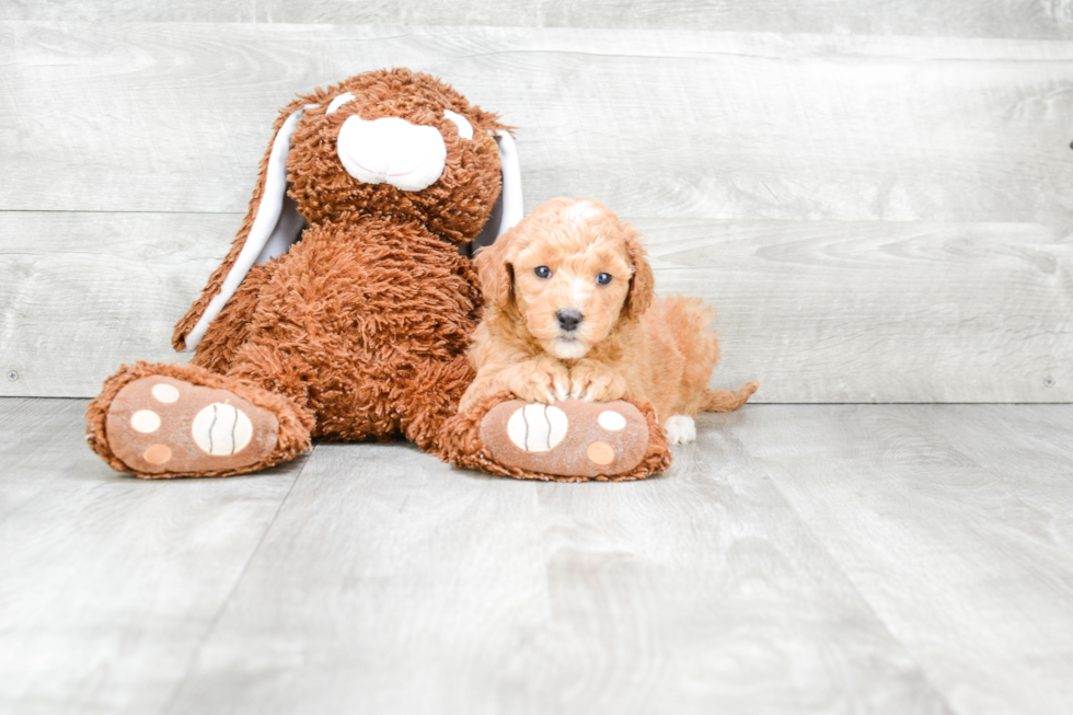 Fluffy Mini Goldendoodle Poodle Mix Pup