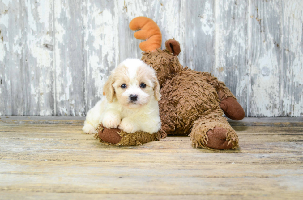 Cavachon Pup Being Cute