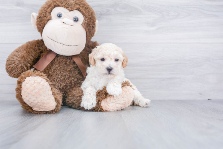 Petite Poochon Poodle Mix Pup