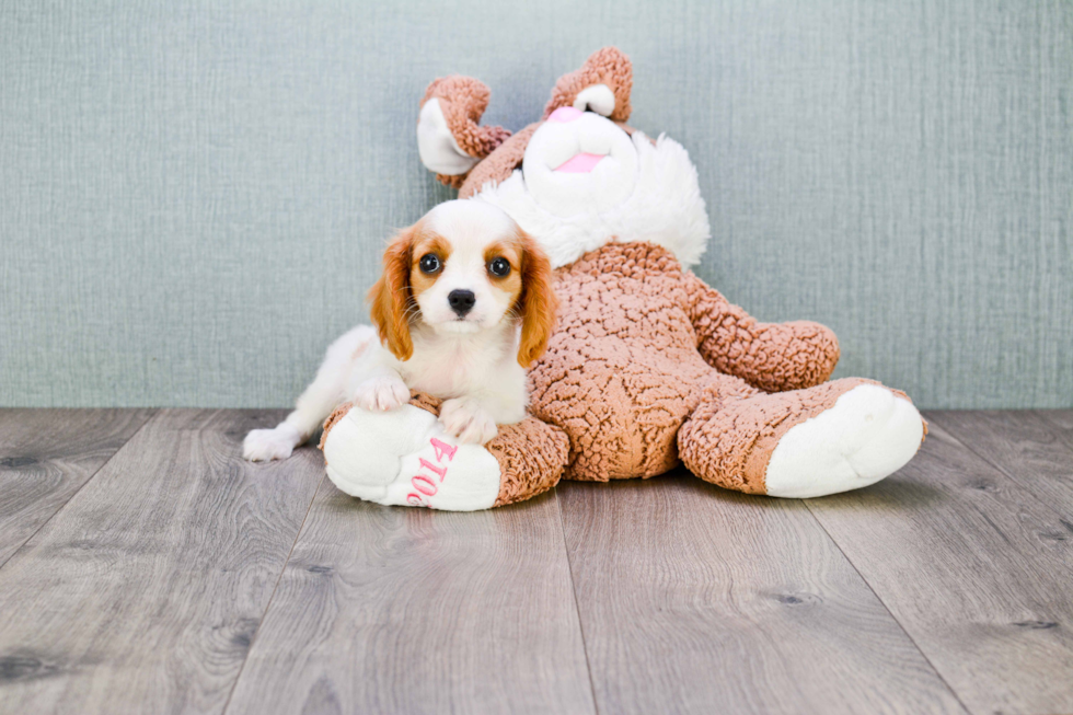 Cavalier King Charles Spaniel Pup Being Cute