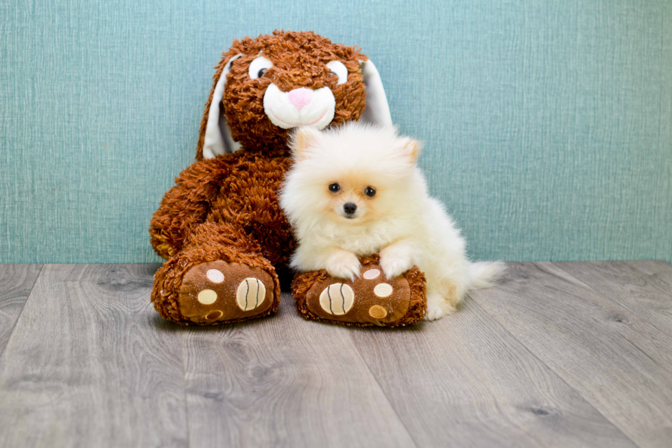 Best Pomeranian Baby