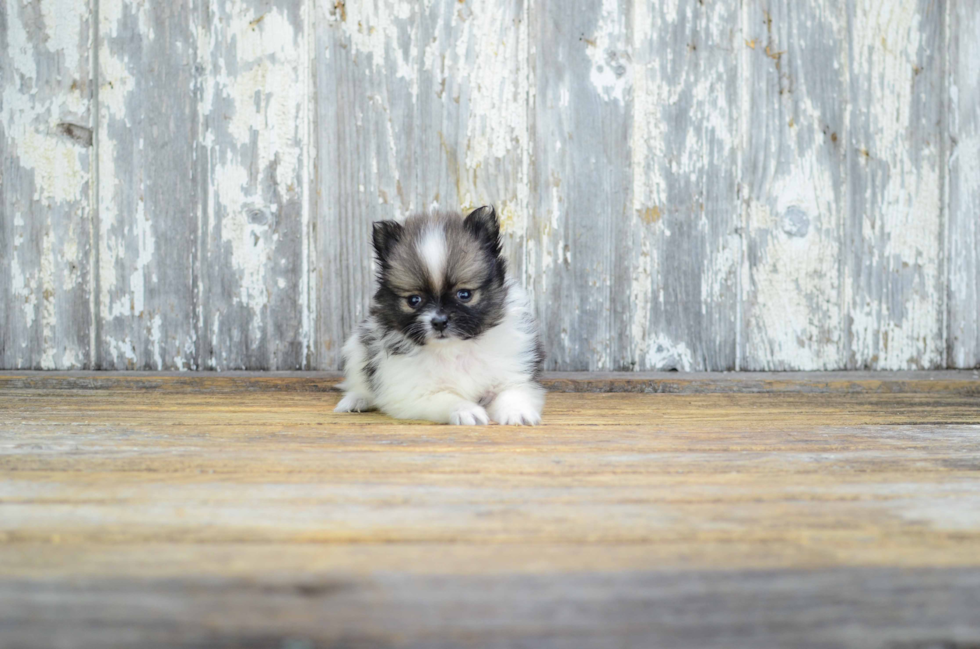 Pomeranian Puppy for Adoption