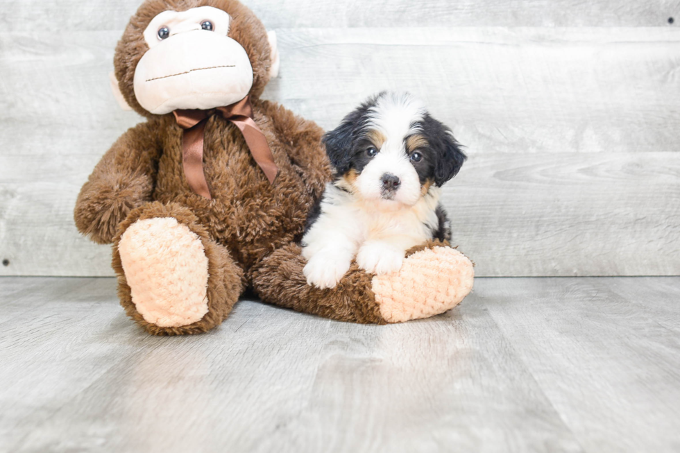 Mini Bernedoodle Puppy for Adoption