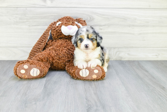 Best Mini Aussiedoodle Baby