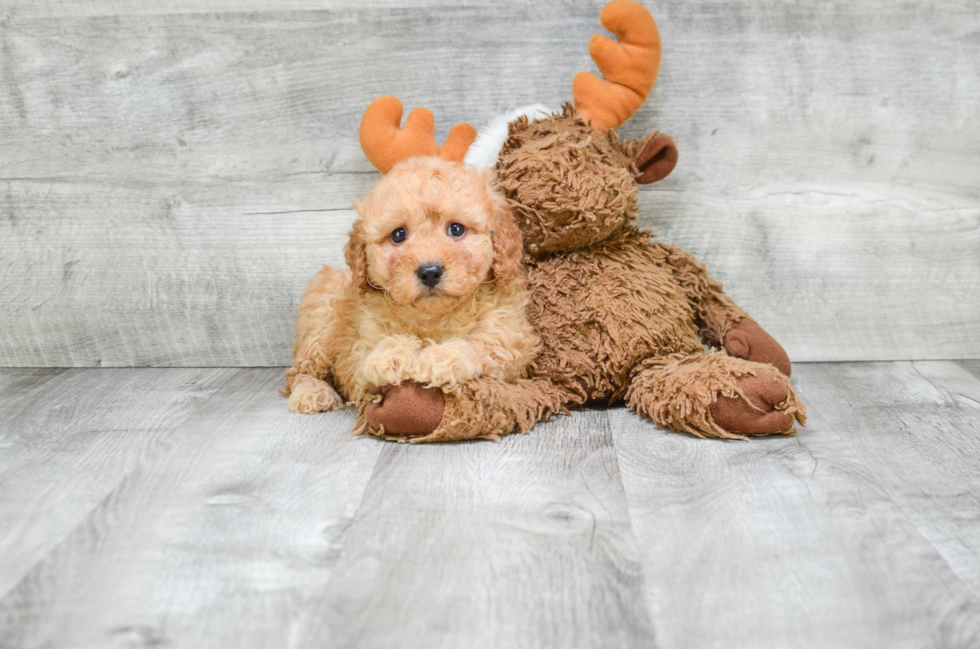 Popular Cavapoo Poodle Mix Pup