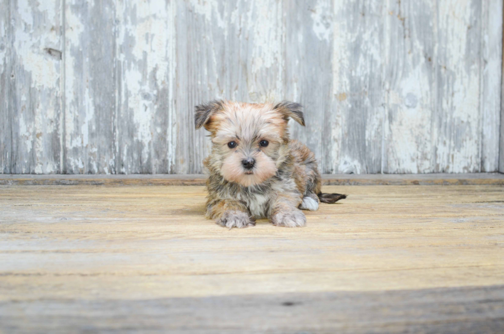 Happy Morkie Baby