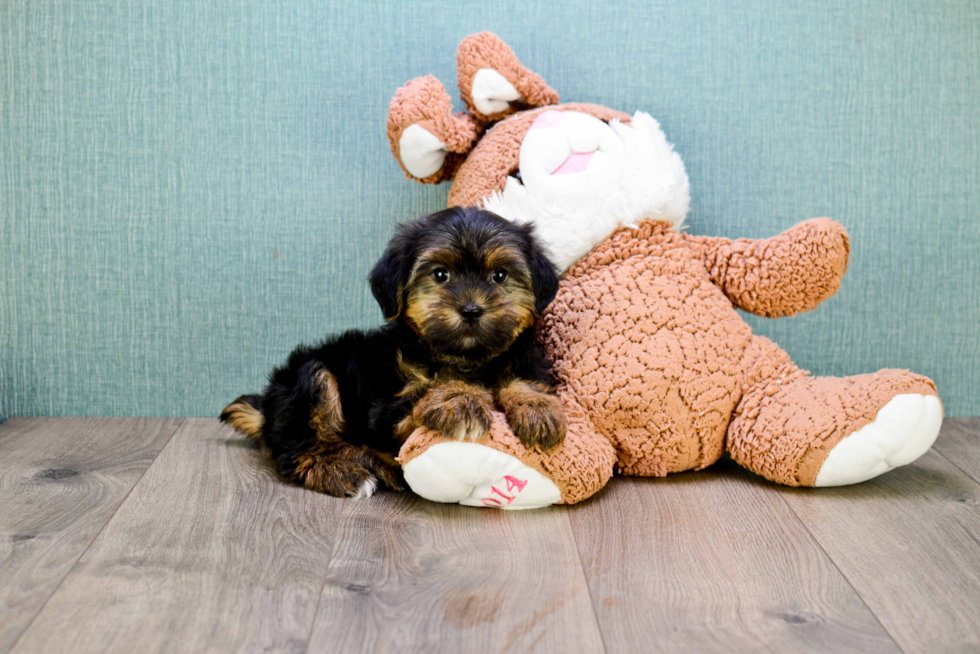 Smart Shorkie Designer Pup