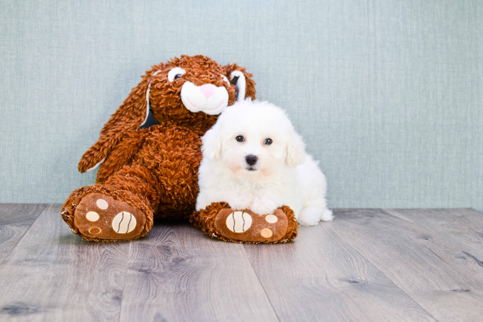 Smart Bichon Frise Purebred Puppy