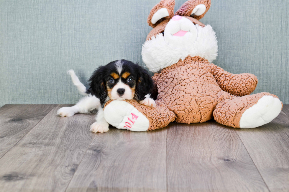 Cavalier King Charles Spaniel Puppy for Adoption