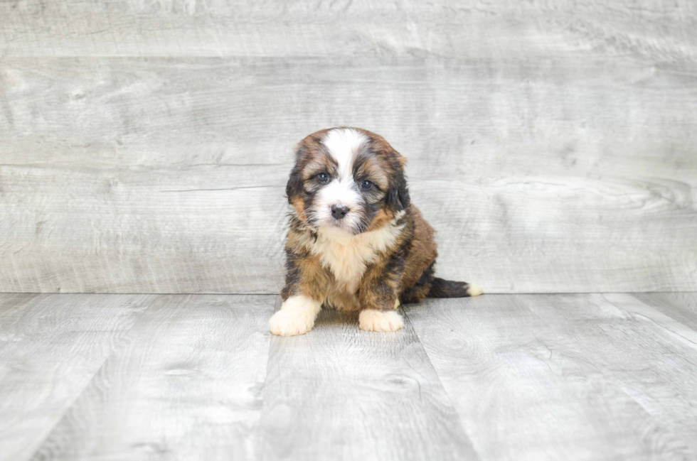 Mini Bernedoodle Pup Being Cute