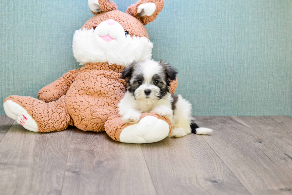 Best Havanese Baby