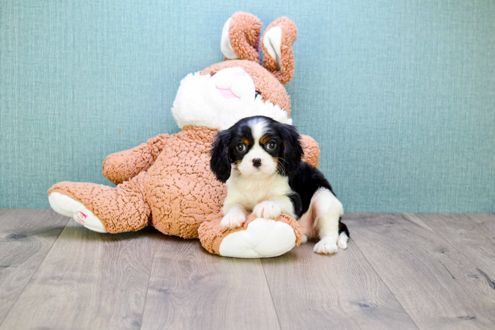 Small Cavalier King Charles Spaniel Baby