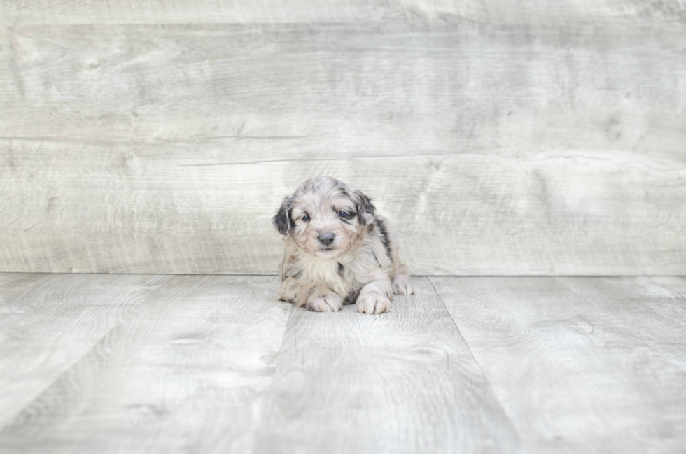 Best Mini Aussiedoodle Baby