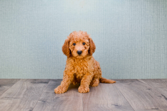 Funny Mini Goldendoodle Poodle Mix Pup