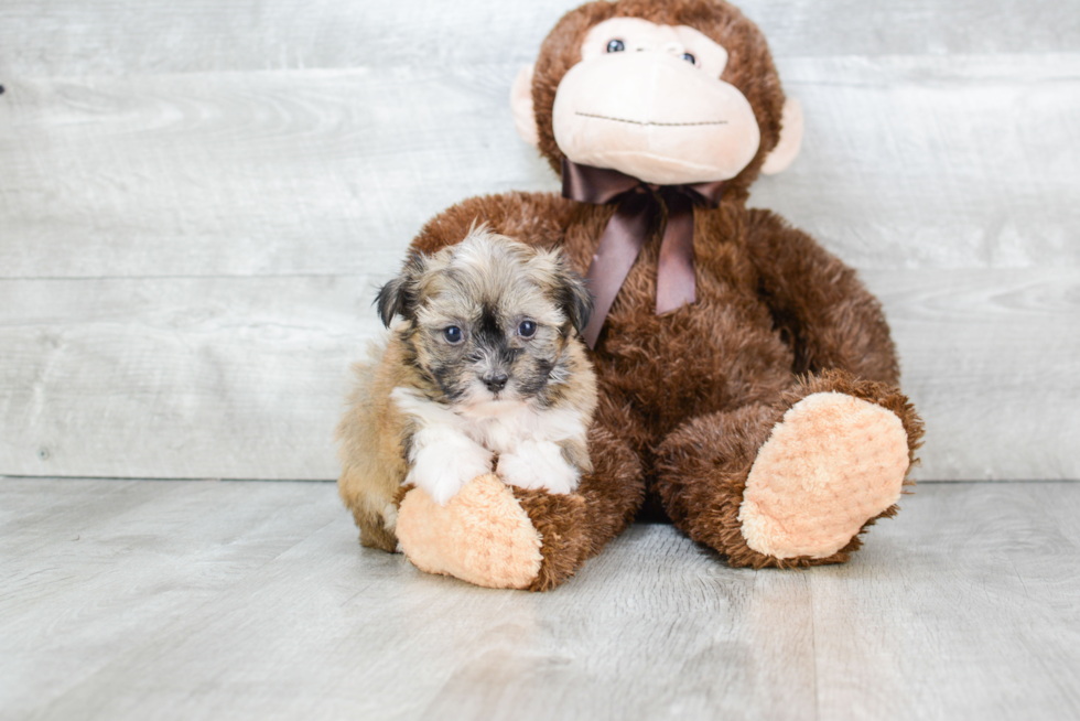 Small Havanese Purebred Pup