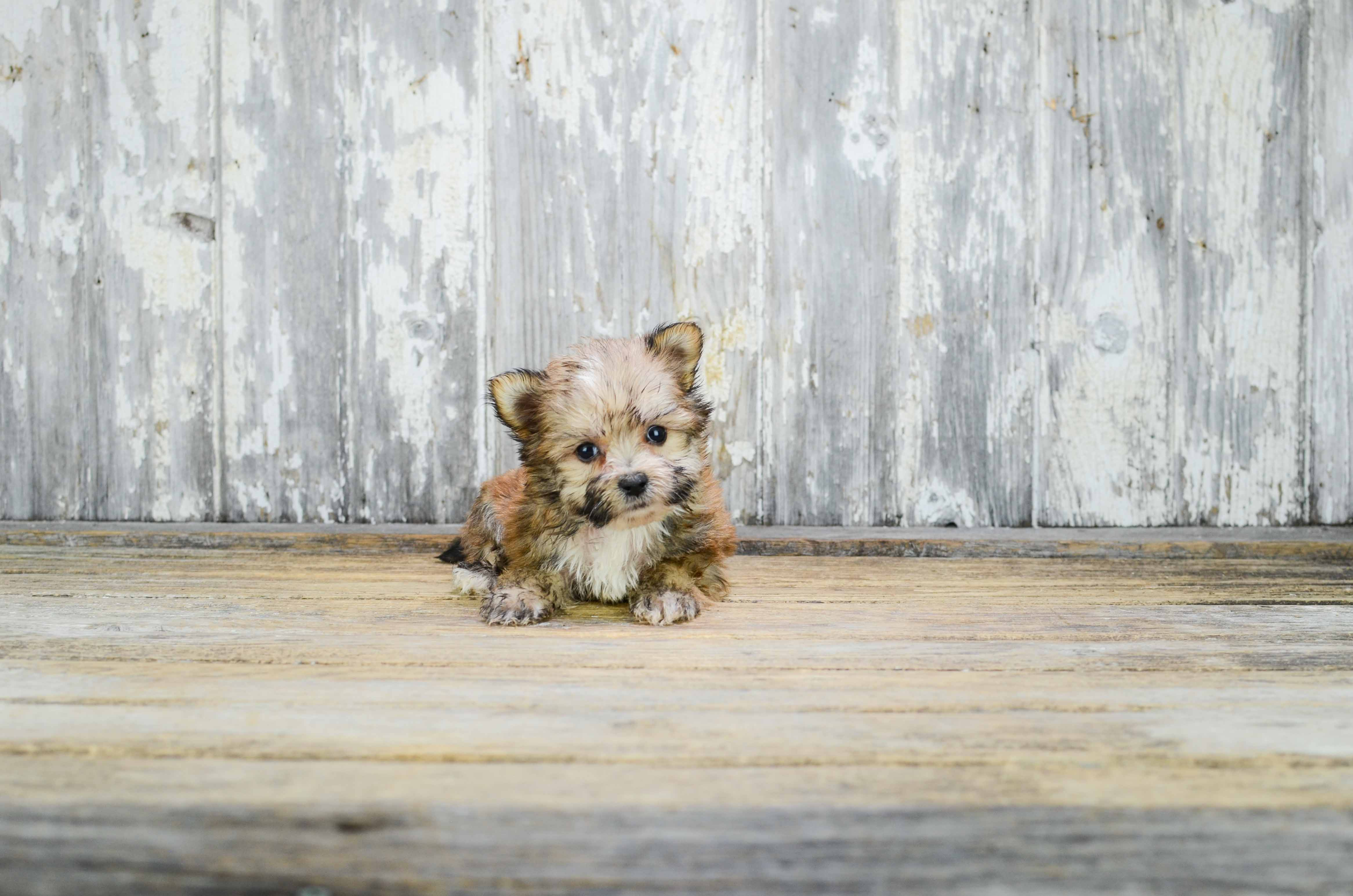 Sweet Morkie Baby