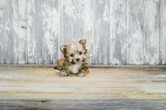 Sweet Morkie Baby