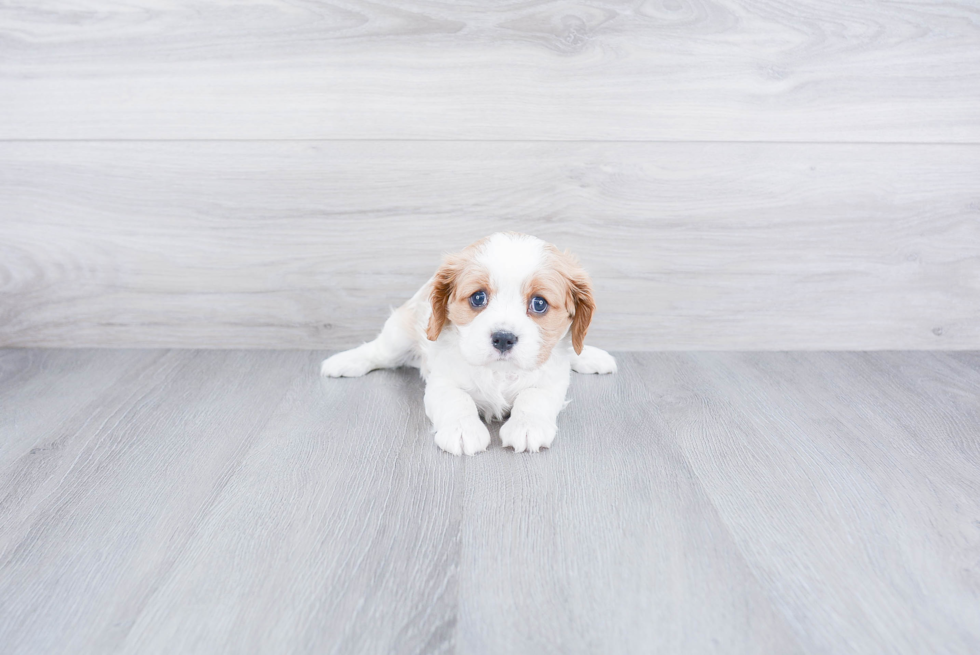 Cavalier King Charles Spaniel Puppy for Adoption