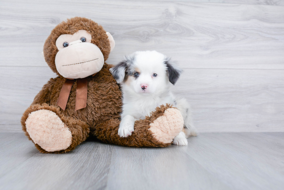 Energetic Aussiepoo Poodle Mix Puppy