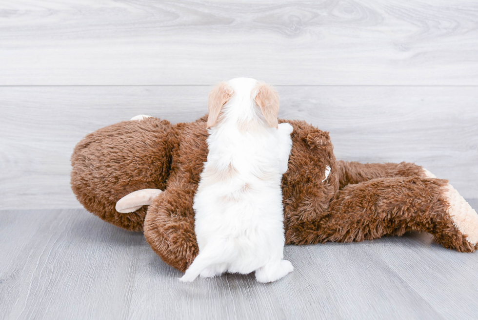 Cavachon Pup Being Cute