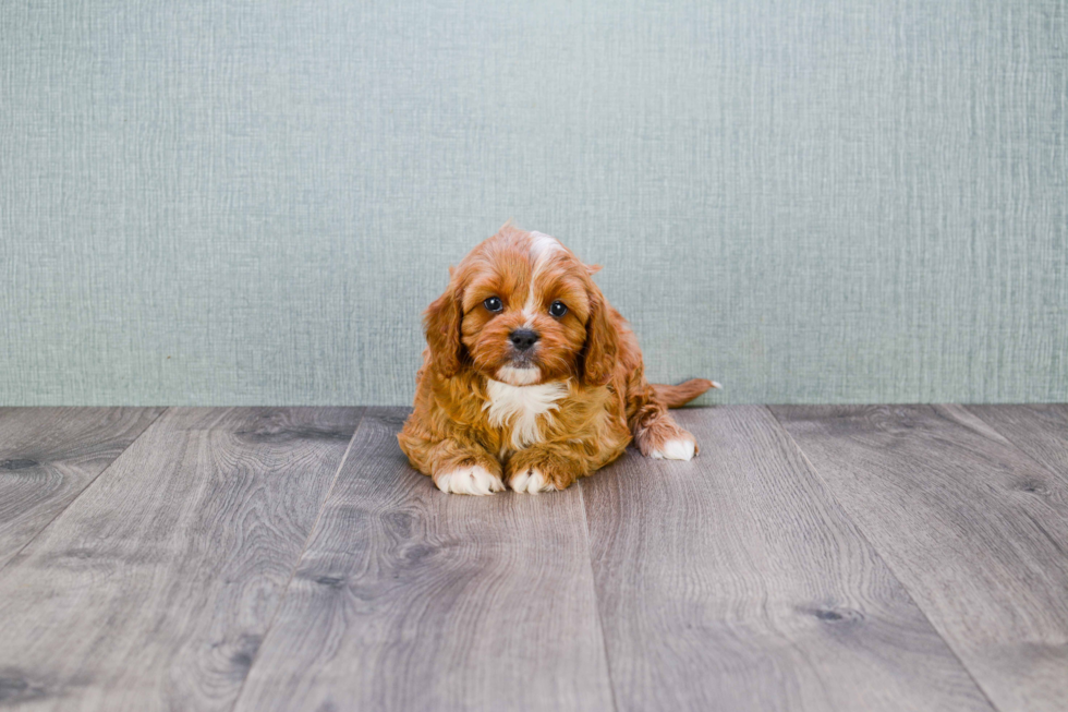 Energetic Cavoodle Poodle Mix Puppy