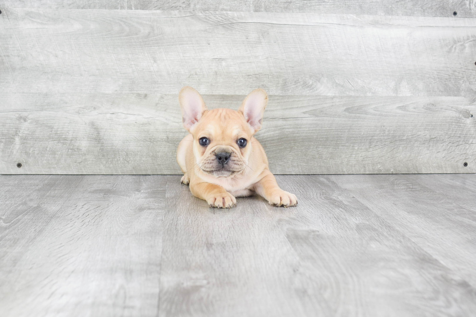 French Bulldog Puppy for Adoption