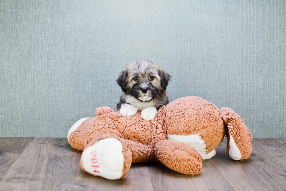 Akc Registered Havanese Purebred Pup