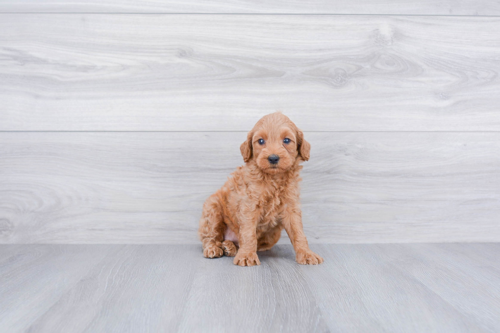 Mini Goldendoodle Pup Being Cute