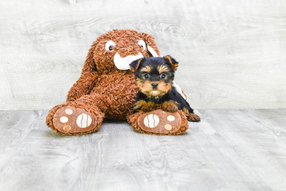 Meet Twinkle - our Yorkshire Terrier Puppy Photo 