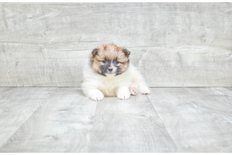 Smart Pomeranian Purebred Puppy