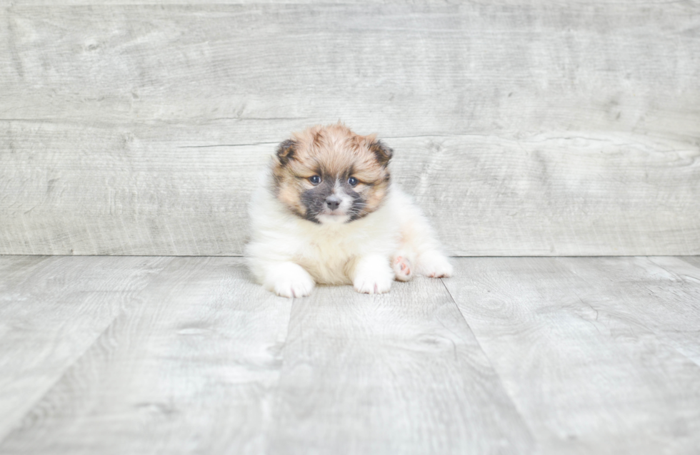 Smart Pomeranian Purebred Puppy