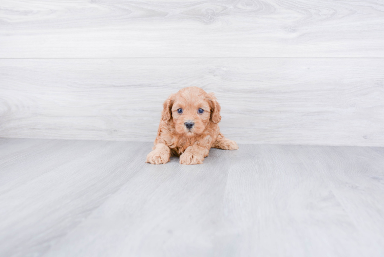 Best Cavapoo Baby