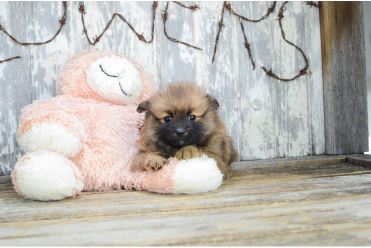 Pomeranian Puppy for Adoption