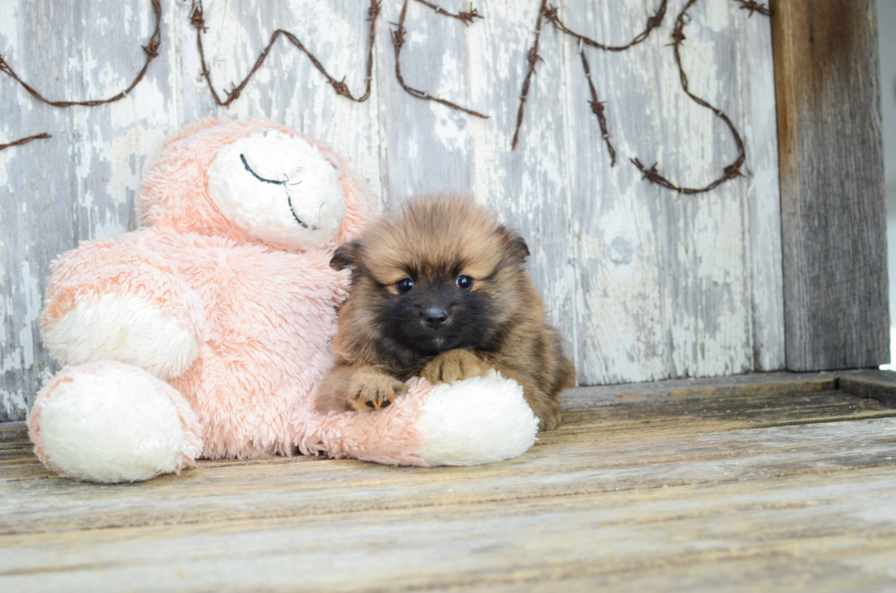 Pomeranian Puppy for Adoption