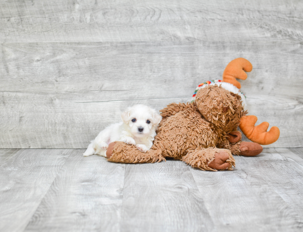 Maltipoo Puppy for Adoption