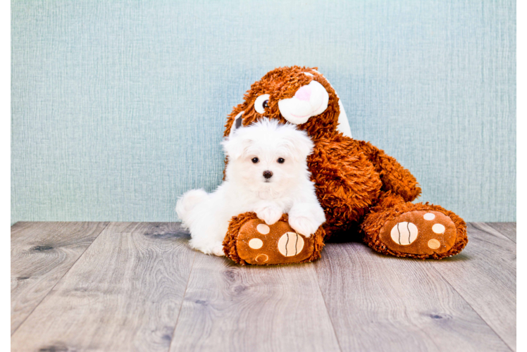 Playful Maltese Purebred Pup