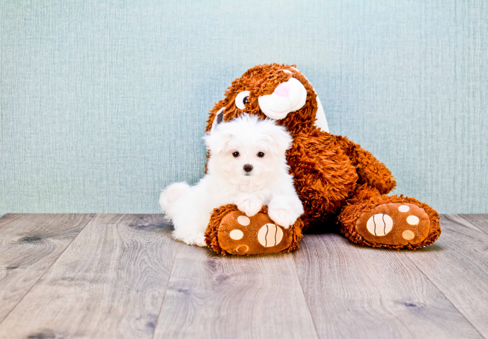 Playful Maltese Purebred Pup